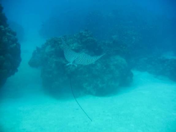 Uma bela e enorme arraia chita no início do mergulho em Devil's Grotto, em George Town - Grand Cayman, nas Ilhas Caiman